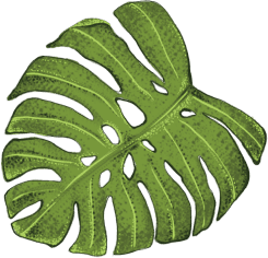 feuille